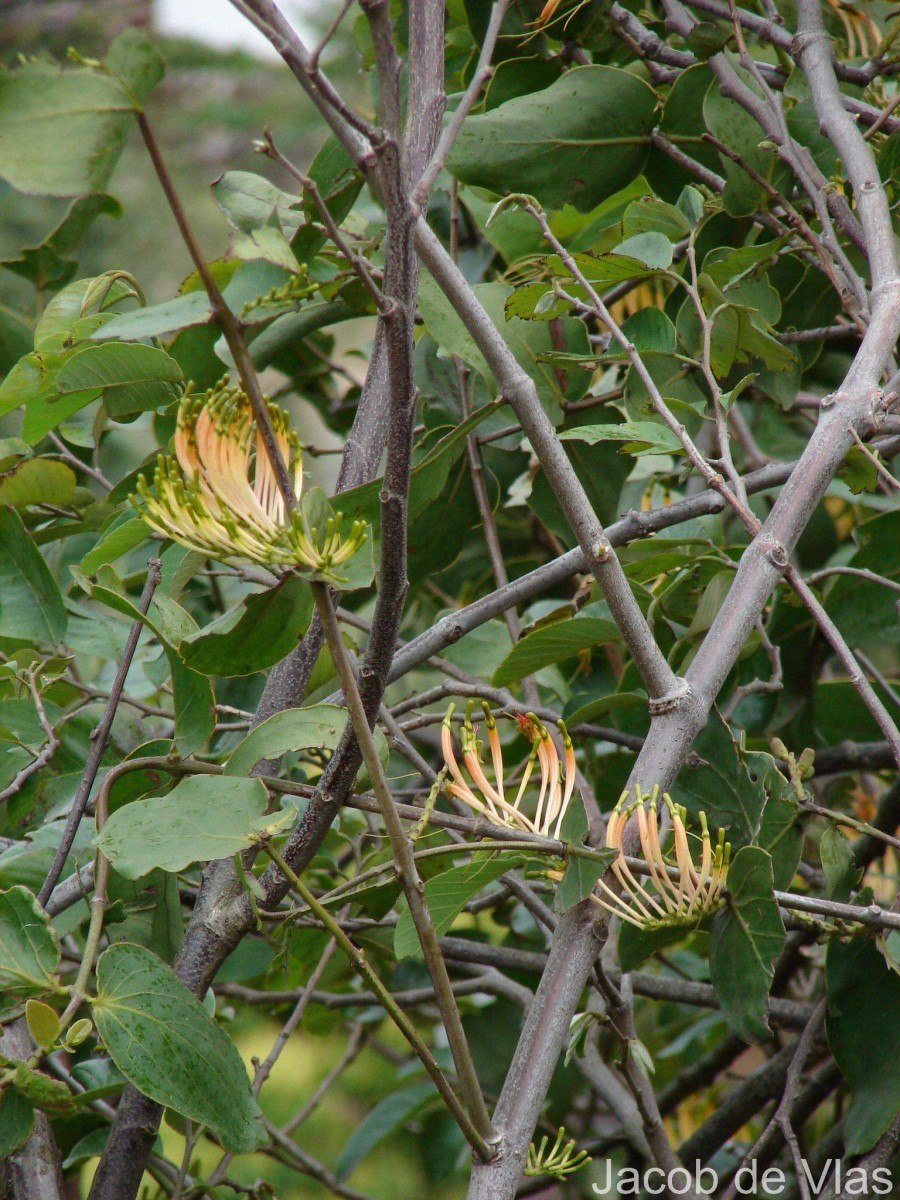 Dendrophthoe falcata (L.f.) Ettingsh.